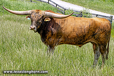 Texas Longhorn Reference_Sire - Silent Edge - Photo Number: k_2949.jpg