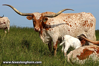 Texas Longhorn Bred_Cow - Madora - Photo Number: k_3023.jpg