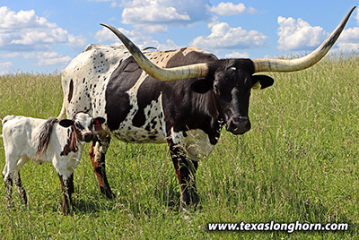 Texas Longhorn Bred_Cow - Saddle Up - Photo Number: k_3144.jpg