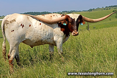 Texas Longhorn Exhibition_Steer - Expance - Photo Number: k_3343.jpg