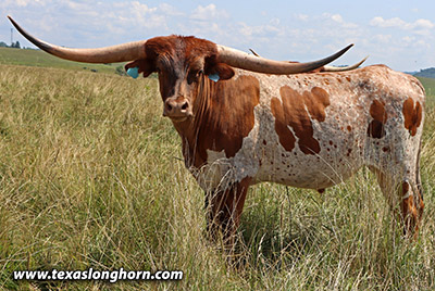 Texas Longhorn Exhibition_Steer - Iron Queen x Cut'n Dried - Steer - Photo Number: k_4654.jpg