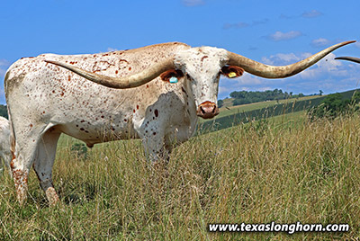 Texas Longhorn Exhibition_Steer - High & Dry - Photo Number: k_4672.jpg