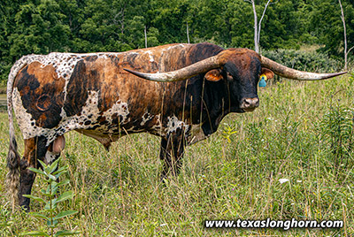 Texas Longhorn Reference_Sire - Ice Pick - Photo Number: k_5282.jpg
