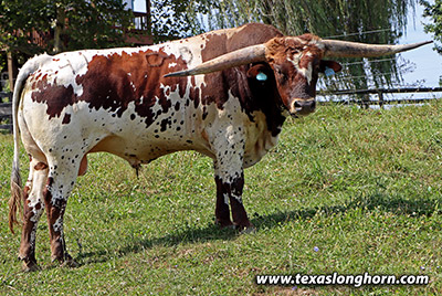 Texas Longhorn Herd_Sire - McFlair - Photo Number: k_6105.jpg