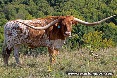 Texas Longhorn Exhibition_Steer - Cup It Up - Photo Number: k_6142.jpg