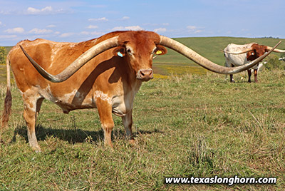 Texas Longhorn Exhibition_Steer - Iron Dance - Photo Number: k_6160.jpg