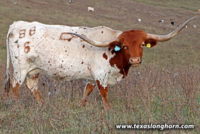 Texas Longhorn Bred_Cow - G-Whilliker - Photo Number: k_7593.jpg