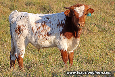 Texas Longhorn Exhibition_Steer - Havana Night x Iron Span - Steer - Photo Number: k_7739.jpg