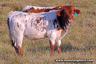 Texas Longhorn Exhibition_Steer - Obvious Top x Line Up - 2023 Steer - Photo Number: k_7750.jpg