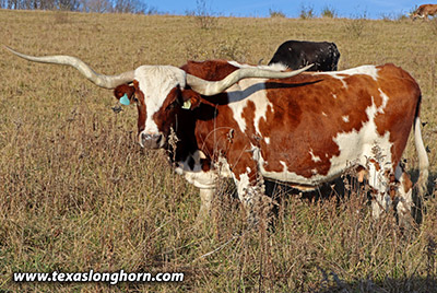 Texas Longhorn Bred_Cow - The Ace Of Roses - Photo Number: k_8007.jpg