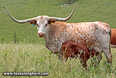 Texas Longhorn Bred_Cow - Top Light - Photo Number: kj_3633.jpg