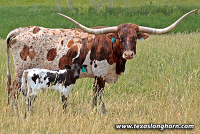 Texas Longhorn Bred_Cow - Naughty Trial - Photo Number: kj_3643.jpg