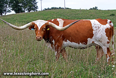 Texas Longhorn Reference_Cow - Silent Time - Photo Number: kj_4974.jpg
