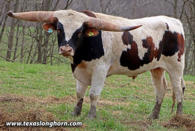 Texas Longhorn Bull_2022 - Thorny Edge - Photo Number: m_0240.jpg