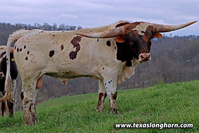 Texas Longhorn Bull_2022 - Point Respect - Photo Number: m_0368.jpg