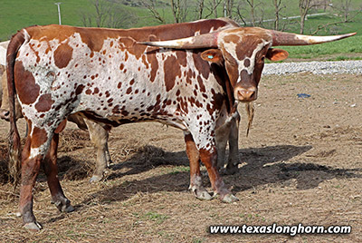 Texas Longhorn Bull_2022 - Jump The Line x Macanudo - Bull - Photo Number: m_0823.jpg