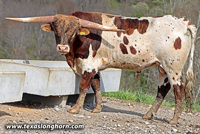 Texas Longhorn Bull_2022 - Hanging Fruit - Photo Number: m_0832.jpg