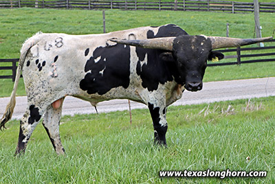 Texas Longhorn Bull_2022 - Stop'n Point - Photo Number: m_0966.jpg