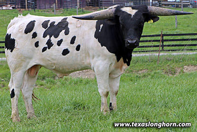 Texas Longhorn Bull_2022 - Point Ego - Photo Number: m_0980.jpg