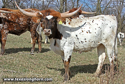 Texas Longhorn Heifer_2022 - Queen Peck - Photo Number: mj_0283.jpg
