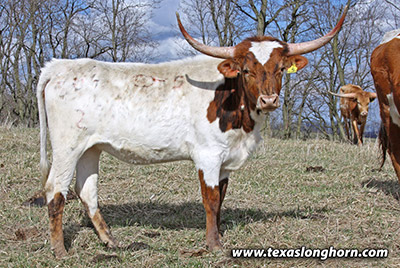 Texas Longhorn Heifer_2022 - McFlurry - Photo Number: mj_0288.jpg