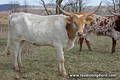 Texas Longhorn Heifer_2022 - Soju's Box - Photo Number: mj_0296.jpg