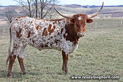 Texas Longhorn Heifer_2022 - Diegos Girl - Photo Number: mj_0300.jpg