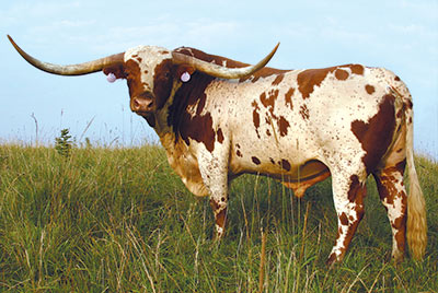 Texas Longhorn Reference_Sire - Super Bowl - Photo Number: p_2367_d.jpg