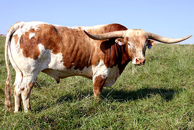 Texas Longhorn Reference_Sire - Winchester - Photo Number: p_3160.jpg