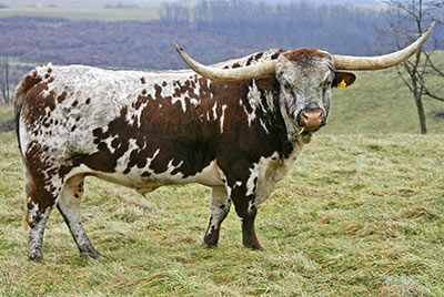 Texas Longhorn Reference_Sire - Mile Marker - Photo Number: t_7728.jpg