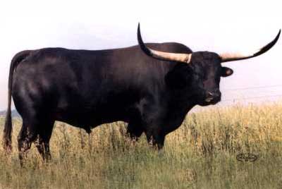 Texas Longhorn Reference_Sire - The Shadow - Photo Number: the_shadow.jpg