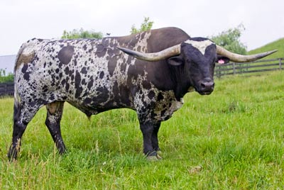 Texas Longhorn Reference_Sire - Over Kill - Photo Number: v_2232b.jpg