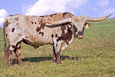 Texas Longhorn Reference_Sire - Tempter - Photo Number: v_5749_b.jpg