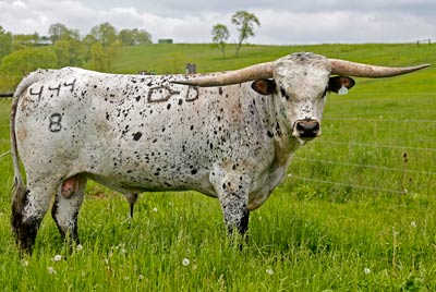 Texas Longhorn Reference_Sire - Trial Run - Photo Number: x_2042.jpg