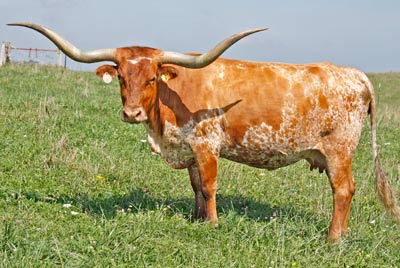 Texas Longhorn Reference_Cow - Field of Pearls - Photo Number: x_4741.jpg