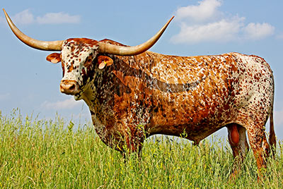 Texas Longhorn Reference_Sire - Juma - Photo Number: y_2873.jpg