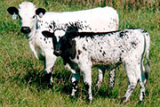 2003 Calves 