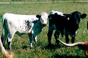 2003 Calves 