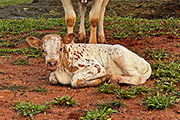 Heifer born in Brazil 1/1/23. AI'd to local cow. 