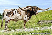 Texas Longhorn Sire - Drop Box - Photo Number: CP_1645_Drop_Box_20220620.jpg