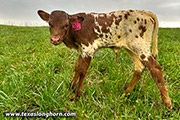 CP_3565_So_Queenly_Tin_Cup_20220417.jpg - So Queenly x Tin Cup - 2023 Heifer