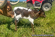 CP_4189_Dusty_Chick_23_20230602.jpg - Dusty Chick x Line Up - 2023 Bull
