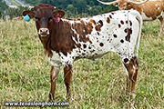 CP_4438_So_Queenly_hf_20230814.jpg - So Queenly x Tin Cup - 2023 Heifer