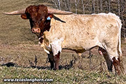 CP_5922_Iron_Queen-20231216.jpg - Iron Queen x Cowboy Tuff Chex - 2022 Bull