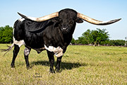 Texas Longhorn Sire - Rural Safari Son - Photo Number: CP_9020_Rural_Safari_Son_20230516.jpg