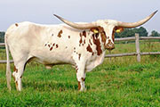 D Miss Temptation, age 4, T2T 75", widest horn cow in Europe from DCCI frozen embryo. 