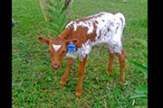 FOP2011.jpg - Field Of Pearls x Tempations The Ace - Heifer (Tempters full sister)