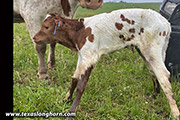 Silent Iron Calf 2020 - Cut'n Dried x Silent Iron - 2020 Heifer - IMG_4214-20200506_Silent_Iron_Heifer