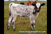A very nice coloured Jet Black Chex bull calf  out of a Tempter cow - Don Constable - Australia. 