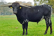Jet Black Chex x Iron Queen - Embryo Bull 